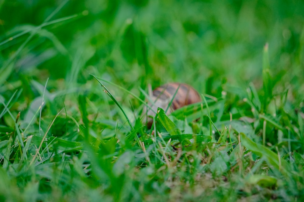 a snail crawling in the grass on a sunny day