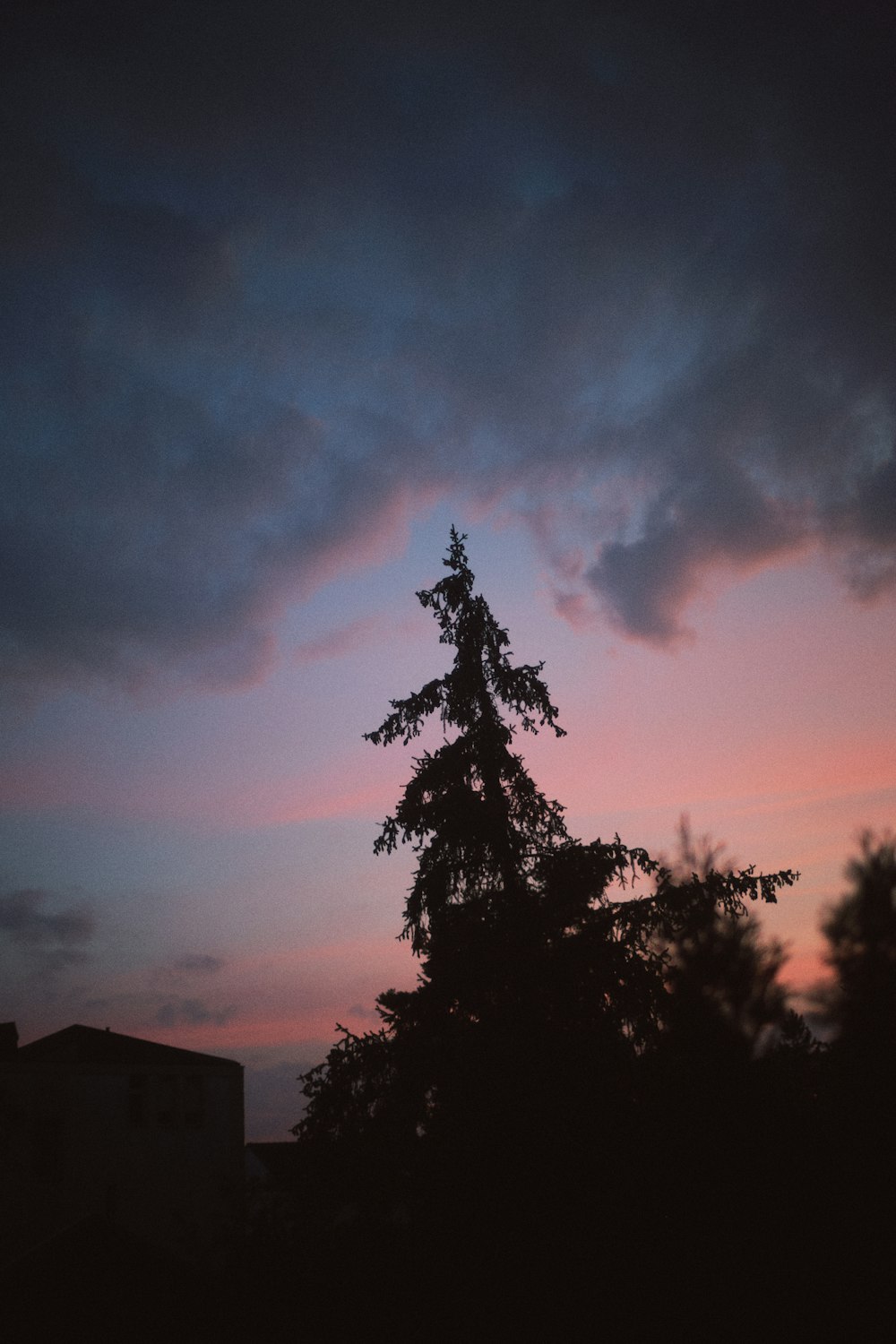 a tree is silhouetted against a pink and blue sky