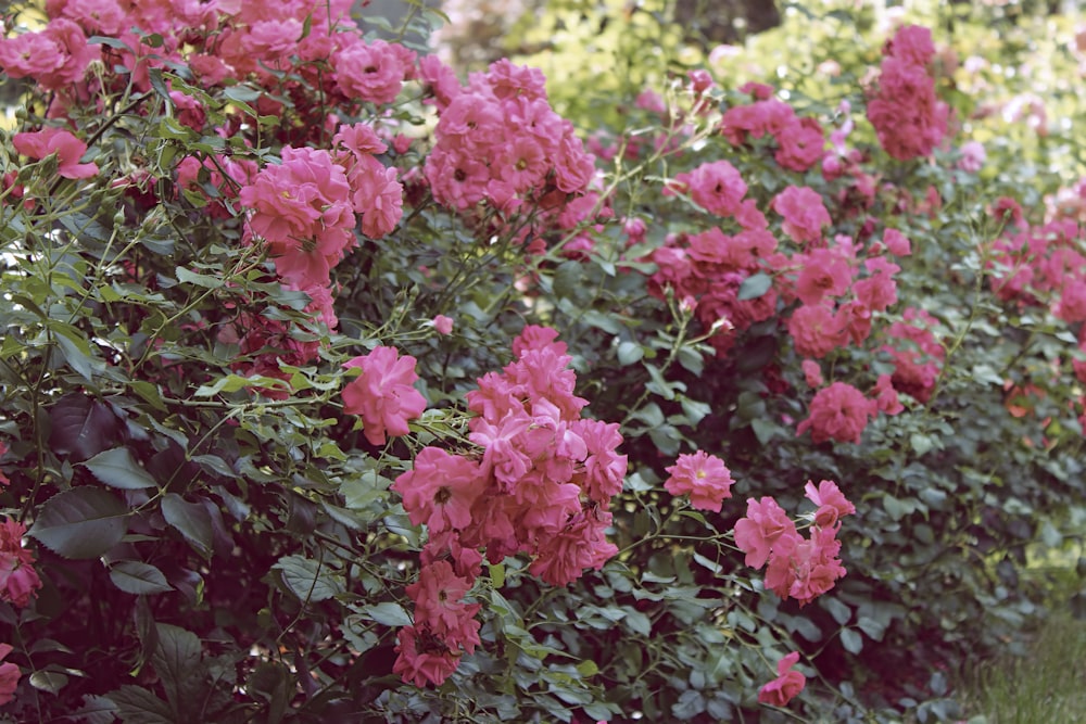 a bunch of pink flowers that are in the grass