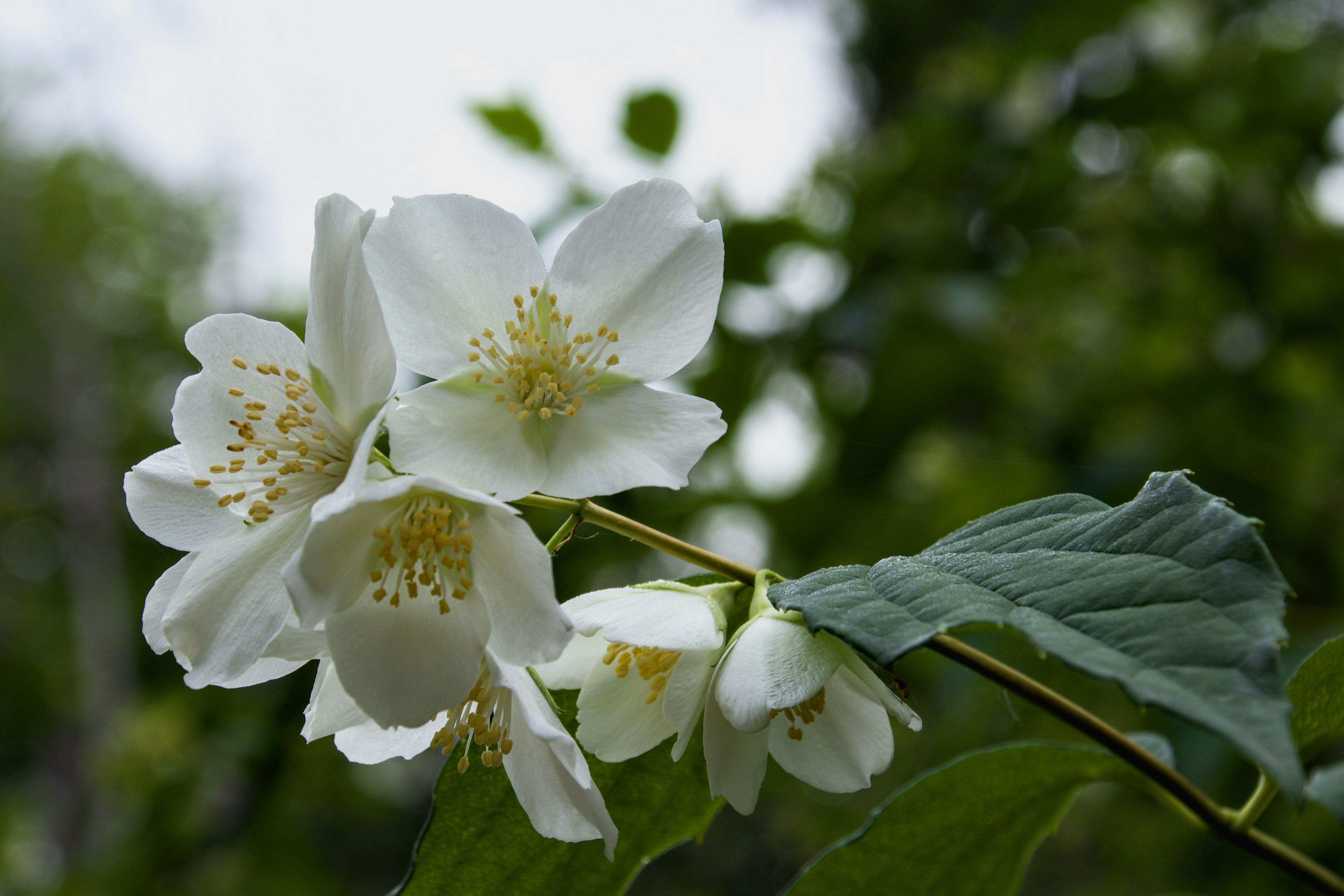 Photo by mariobeducci