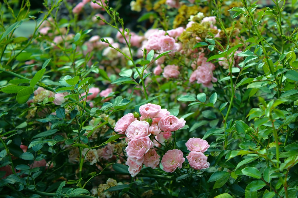 a bush with pink flowers and green leaves