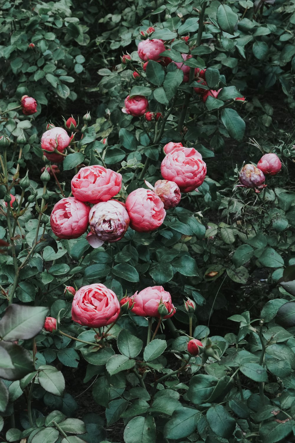 a bush of pink flowers with green leaves