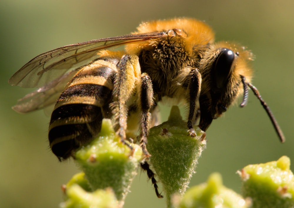 a close up of a bee on a plant