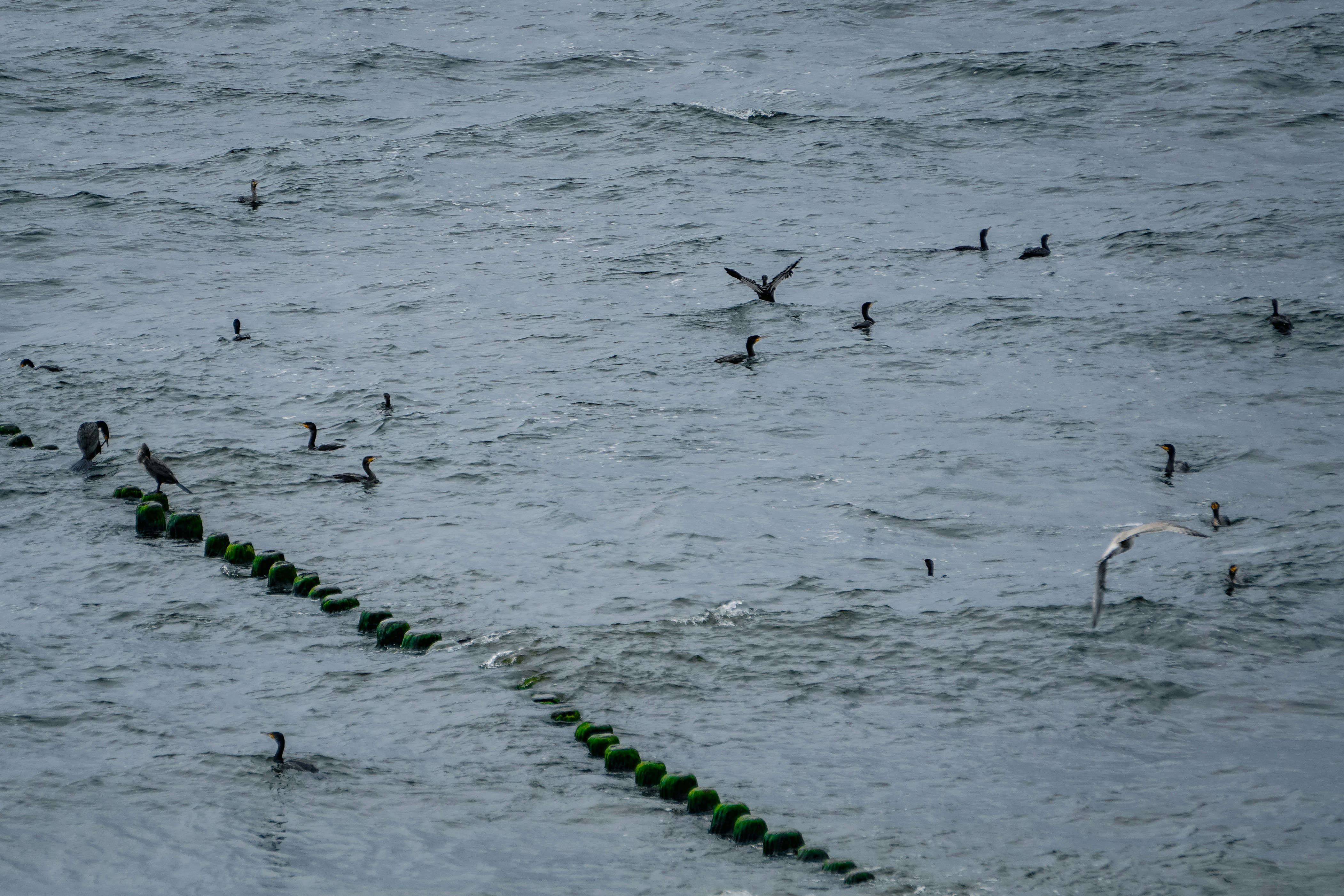 a flock of birds floating on top of a body of water
