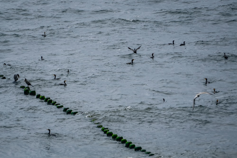 a flock of birds floating on top of a body of water