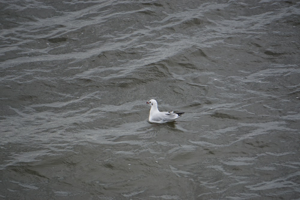a seagull floating in the water on a cloudy day
