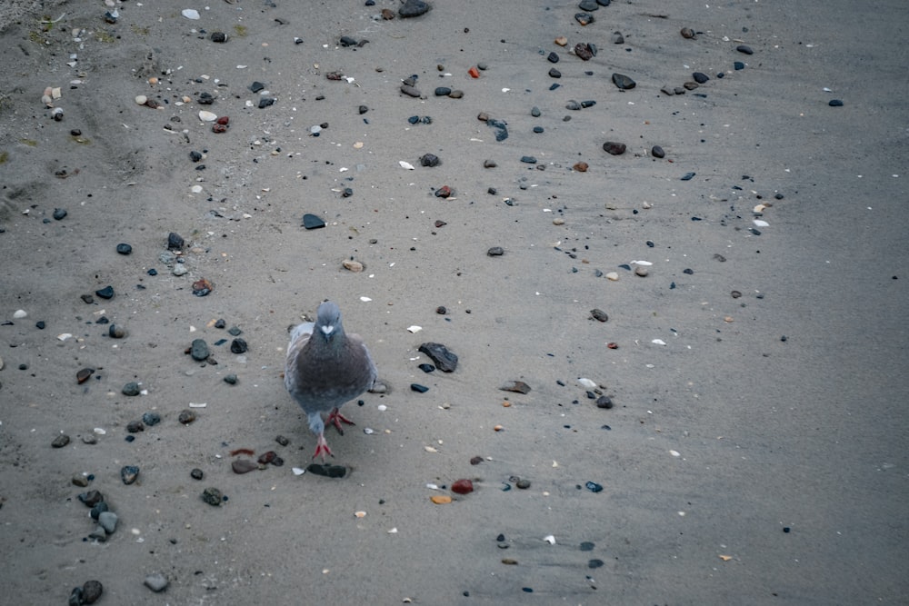 a seagull is standing on the sand and rocks