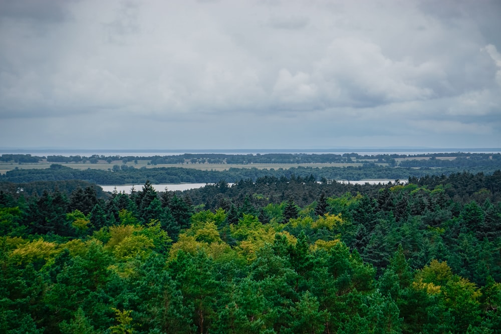 a view of a forest with a lake in the distance