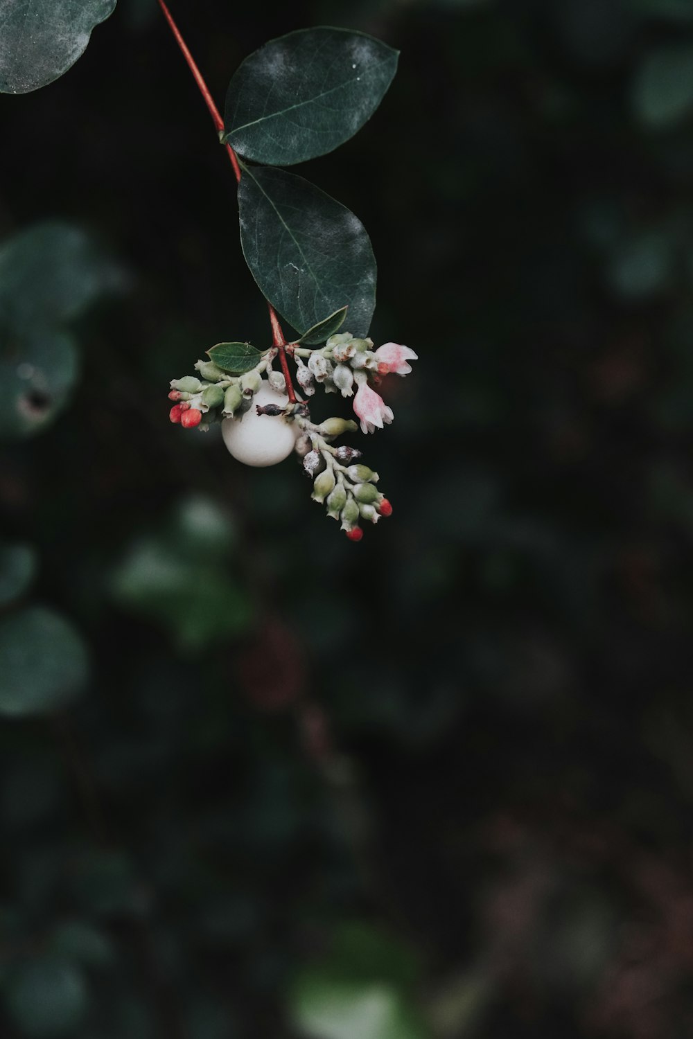 a close up of a plant with leaves and berries