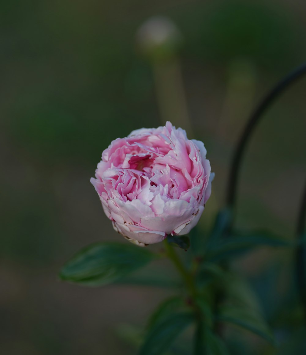 a pink and white flower with green leaves