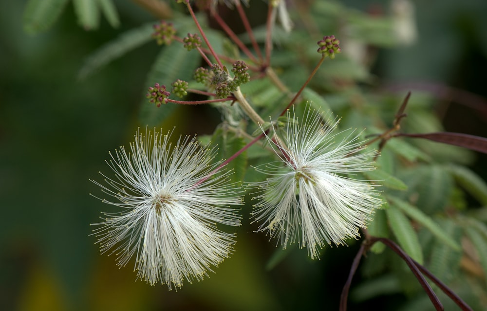 a couple of white flowers sitting on top of a tree