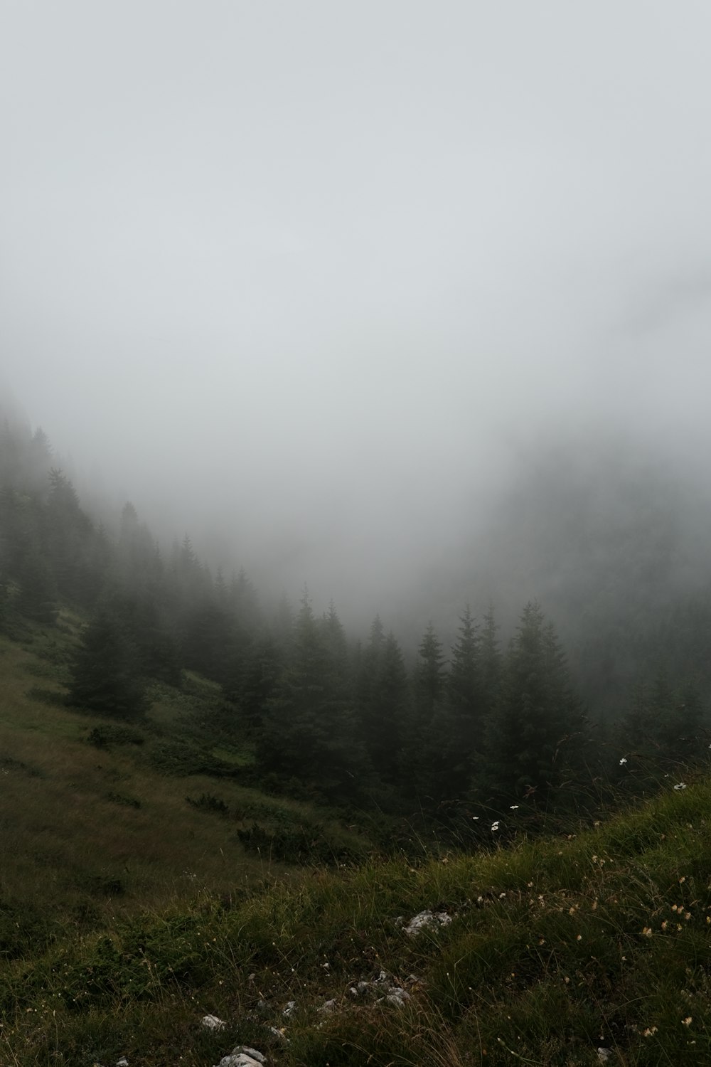a foggy mountain landscape with trees and grass