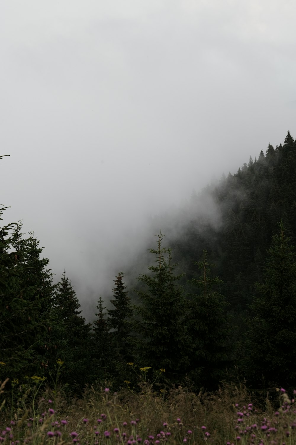 Una foresta piena di molti alberi coperti di nebbia