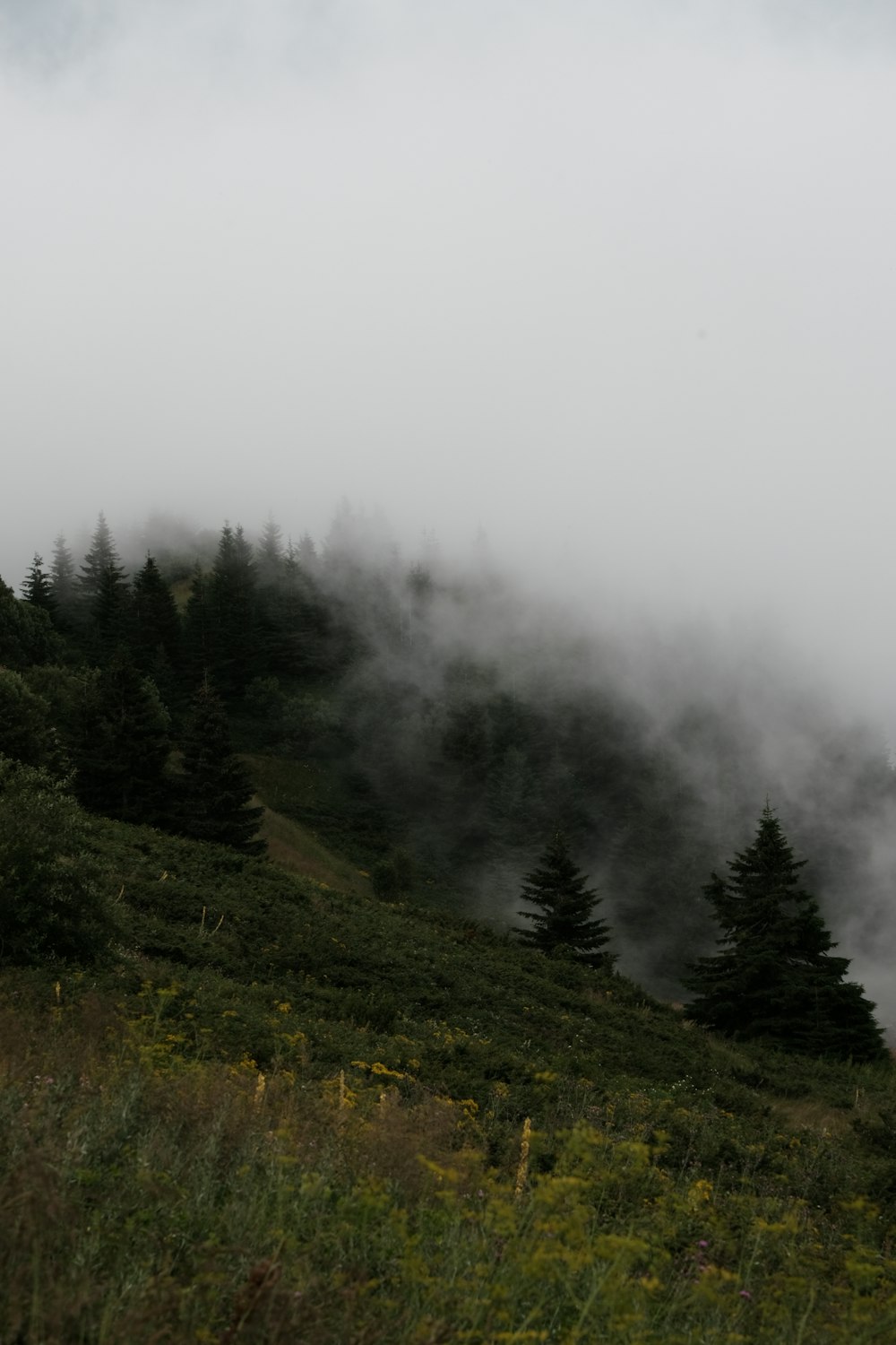 a hill covered in fog and trees on a cloudy day