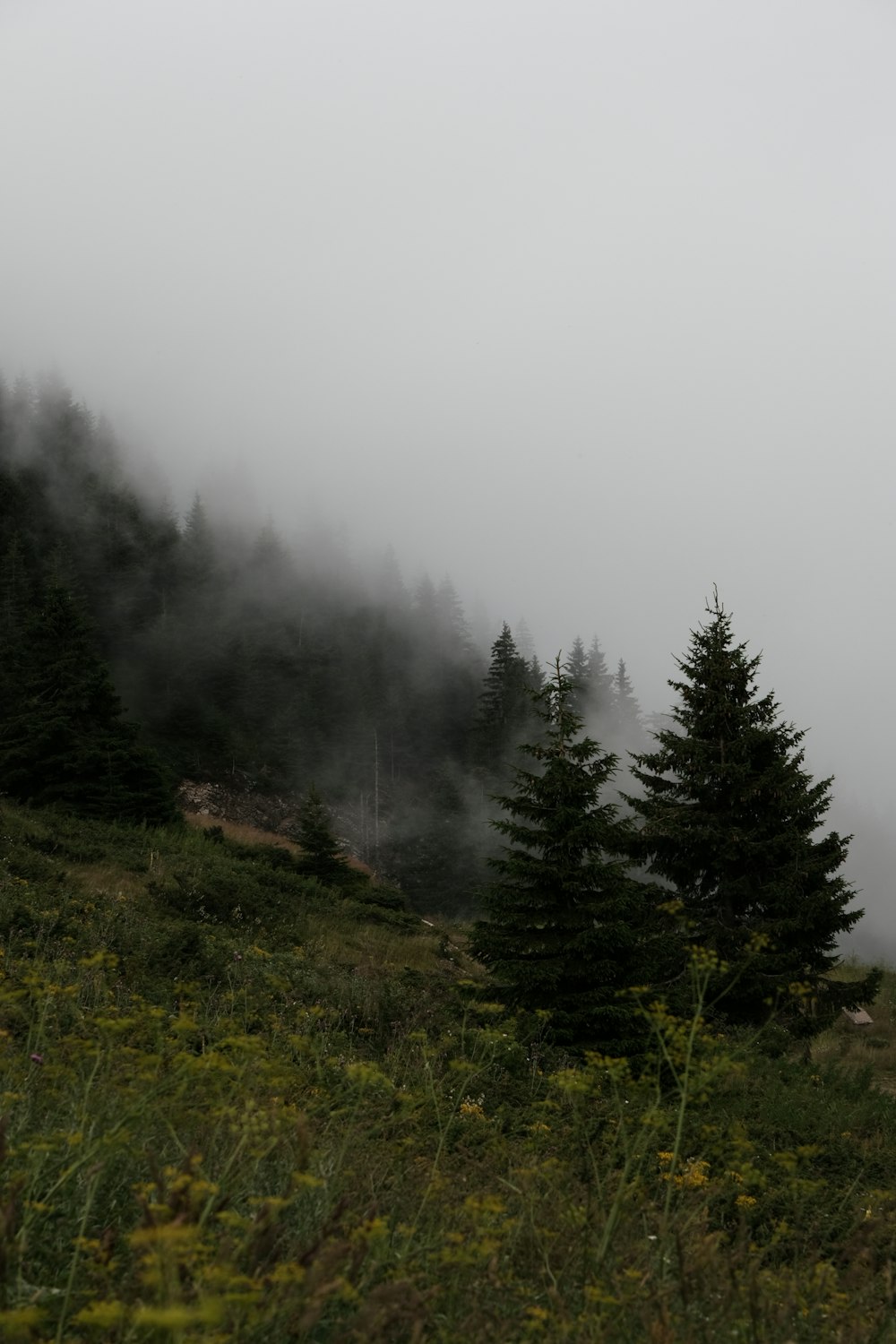 その側面に木々がある霧の山