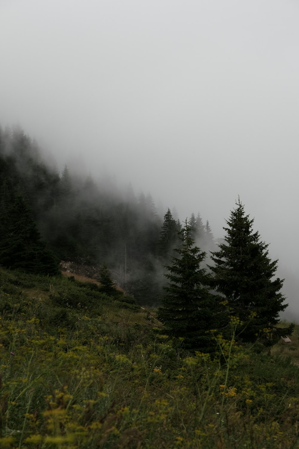 a foggy mountain with trees on the side of it