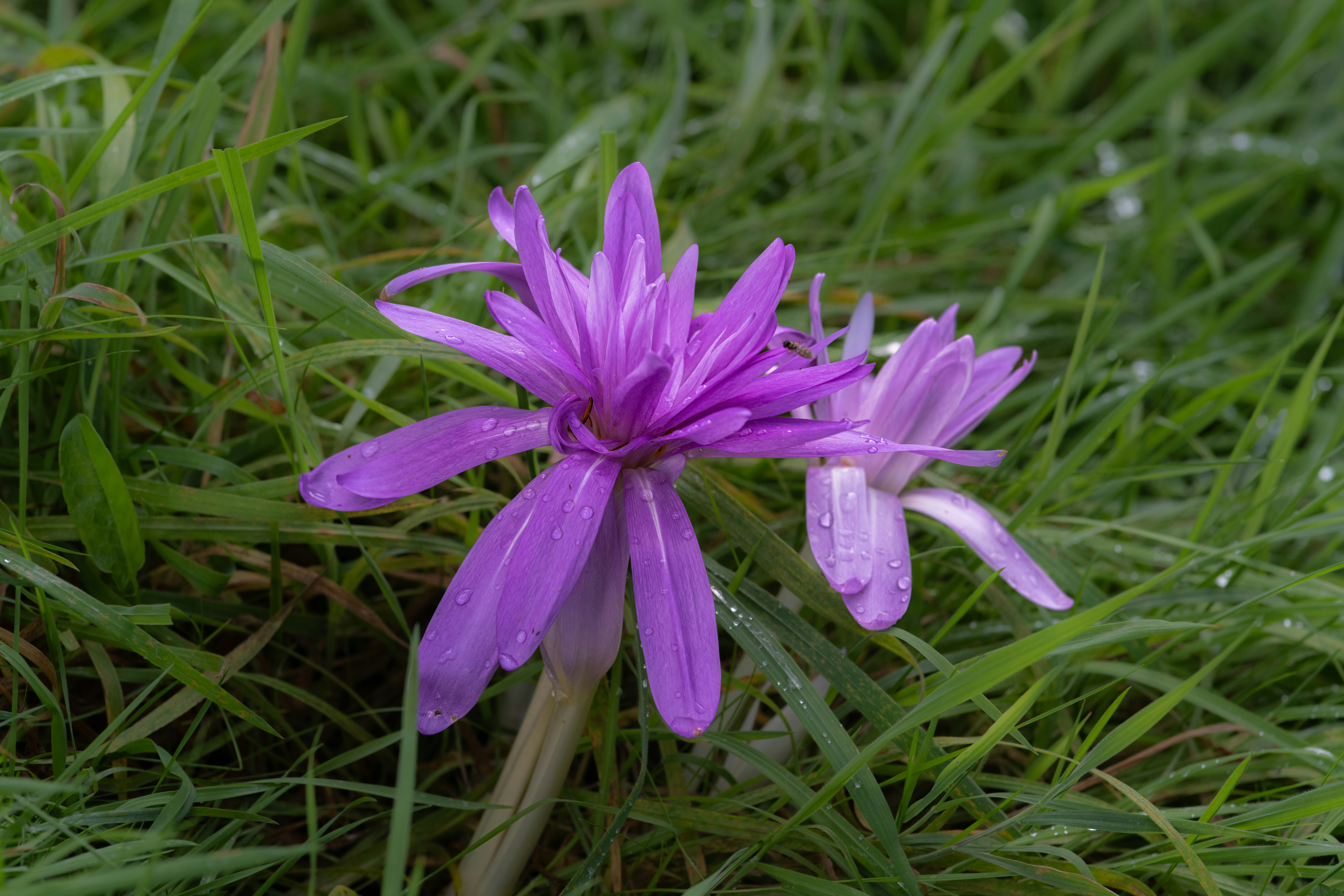 A purple flower sitting on top of a lush green field photo – Free ...