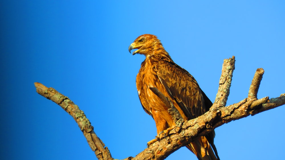 Un grande uccello appollaiato sulla cima di un ramo d'albero