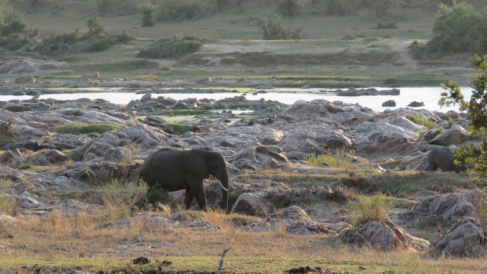 an elephant standing in a rocky field next to a river