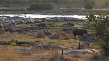 A serene landscape with an elephant walking among rocks and dry grass. In the background, there is a river flowing gently, bordered by lush green trees and bushes. The sunlight casts a warm glow over the scene, adding to the tranquility.