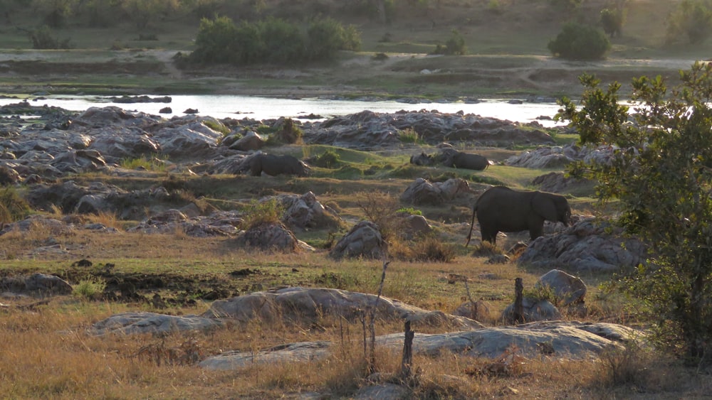 a cow standing in a field next to a river