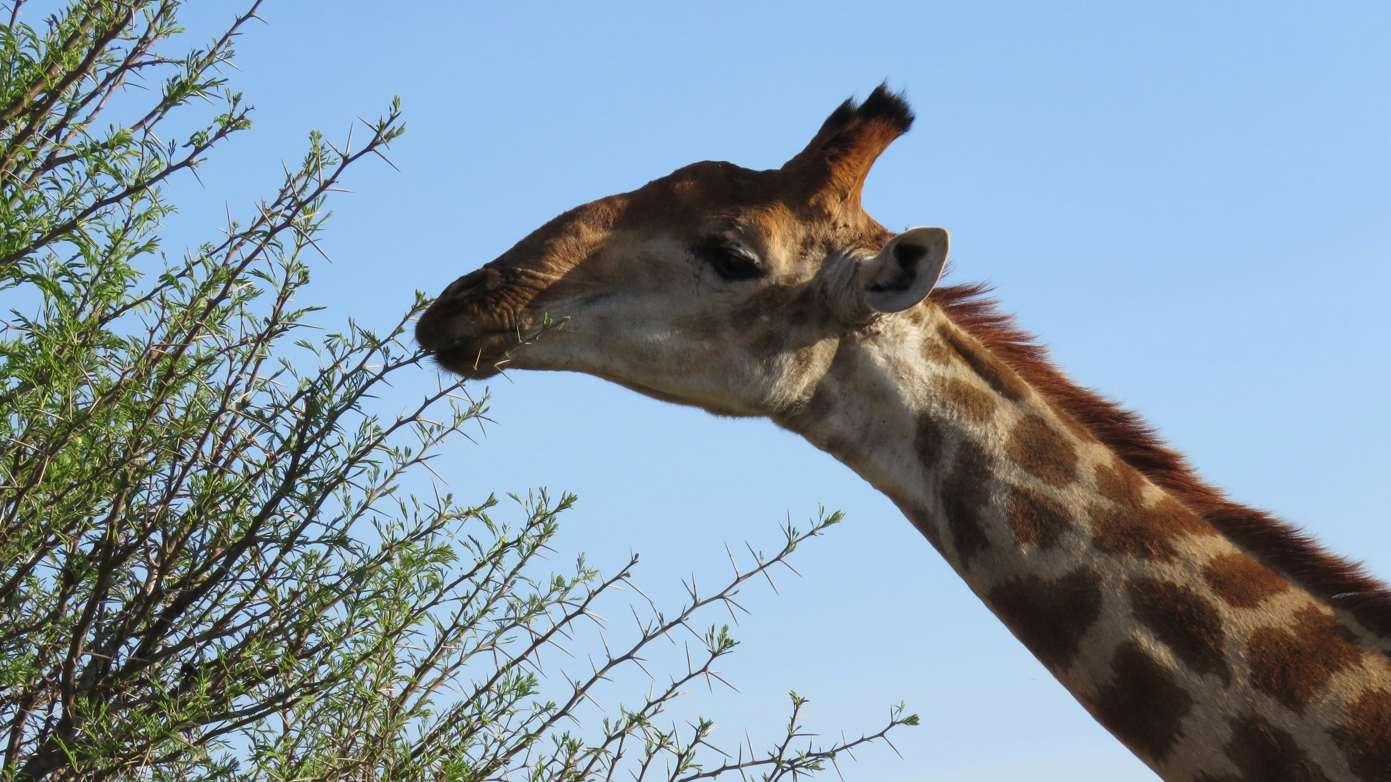 Une girafe mangeant les feuilles d'un arbre photo – Image gratuite de Faune  sur Unsplash, image size:3000x1688