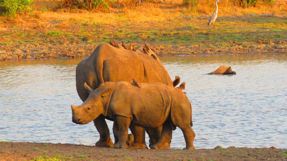 a couple of rhinos are standing in the water