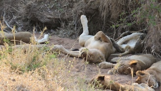 A group of lions is resting on a sandy area surrounded by dry grass and vegetation. Most of the lions are lying on their sides, while one is on its back with legs in the air. The scene conveys a sense of tranquility and relaxation in a natural habitat.
