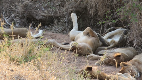 A group of lions is resting on a sandy area surrounded by dry grass and vegetation. Most of the lions are lying on their sides, while one is on its back with legs in the air. The scene conveys a sense of tranquility and relaxation in a natural habitat.