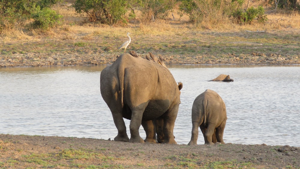 a mother elephant and her baby standing in front of a body of water