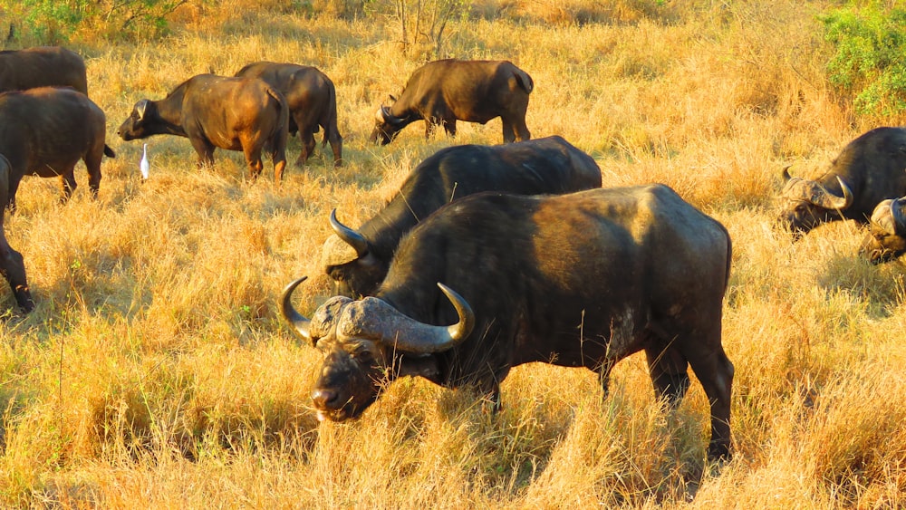 um rebanho de búfalos pastando em um campo de grama seca