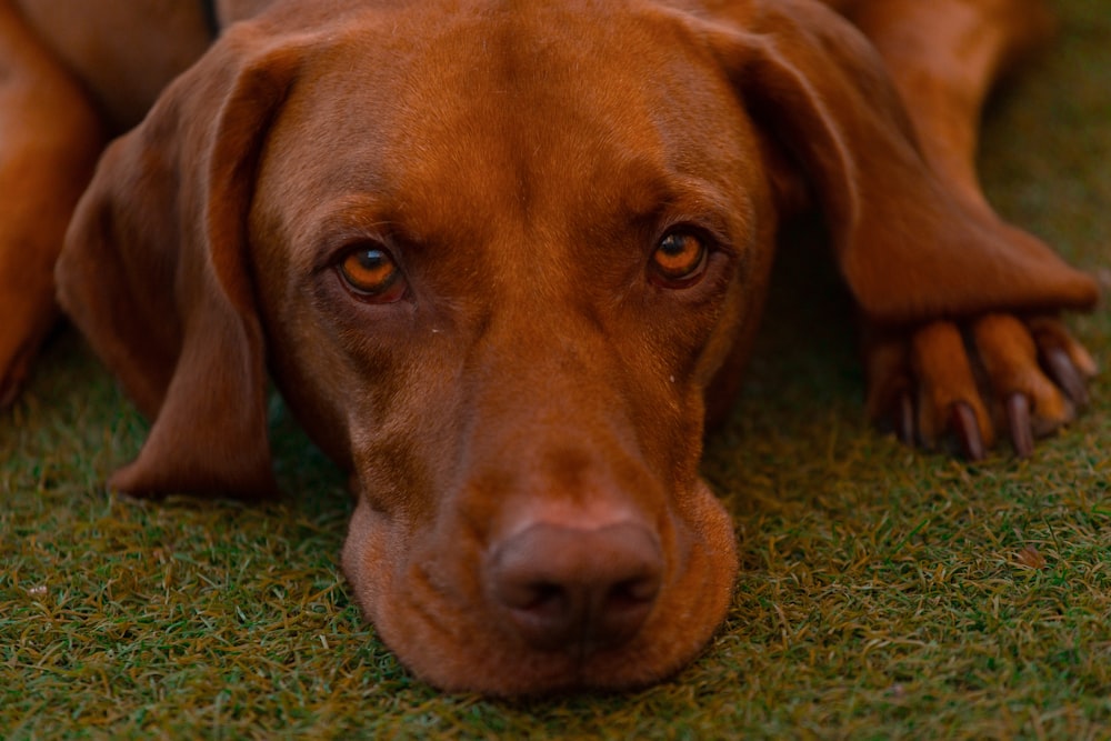 a close up of a dog laying on the ground