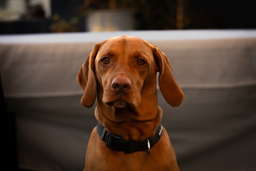 a brown dog sitting on top of a table