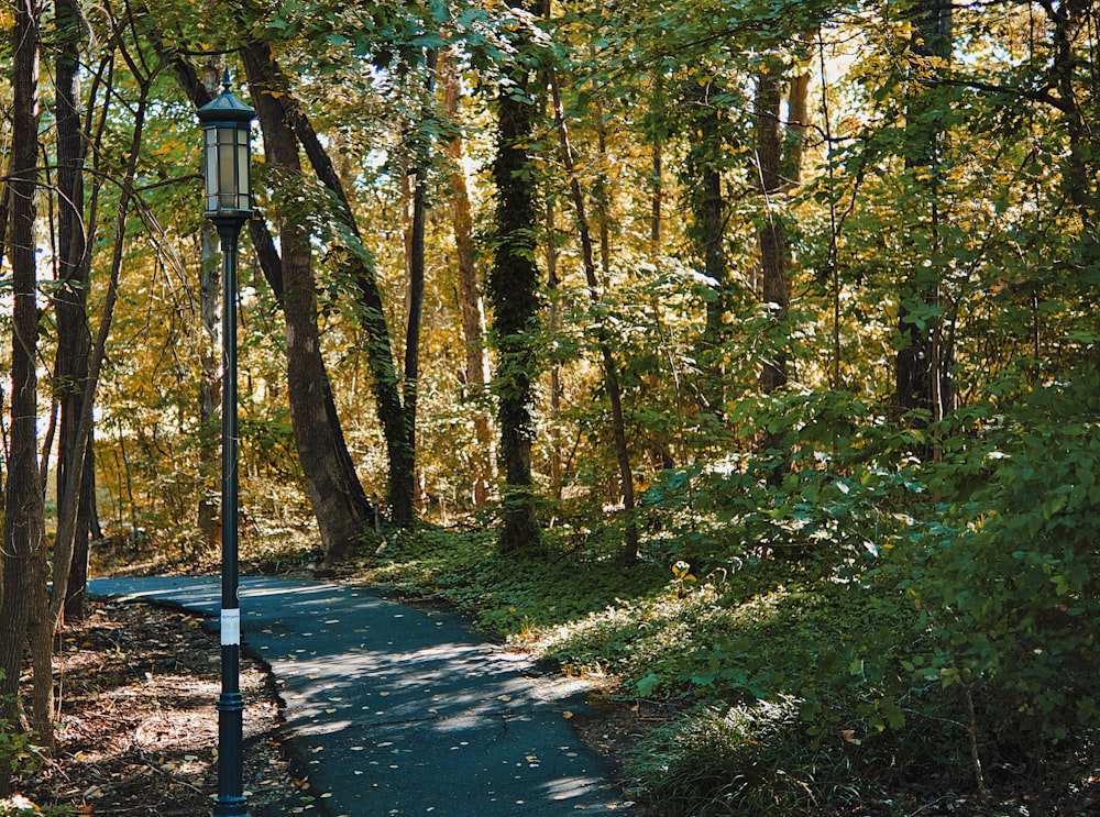 a path in the middle of a wooded area