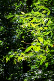 Sunlight filtering through dense green kratom leaves in a morning forest.