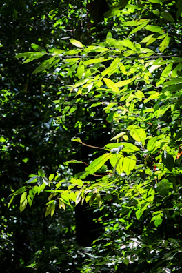 Sunlight filtering through dense green kratom leaves in a morning forest.