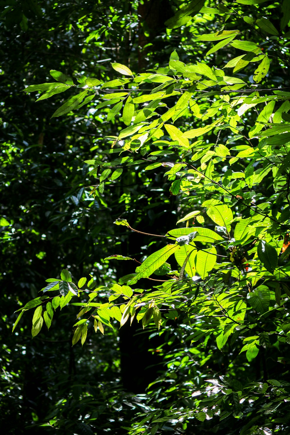 a bird sitting on top of a tree branch