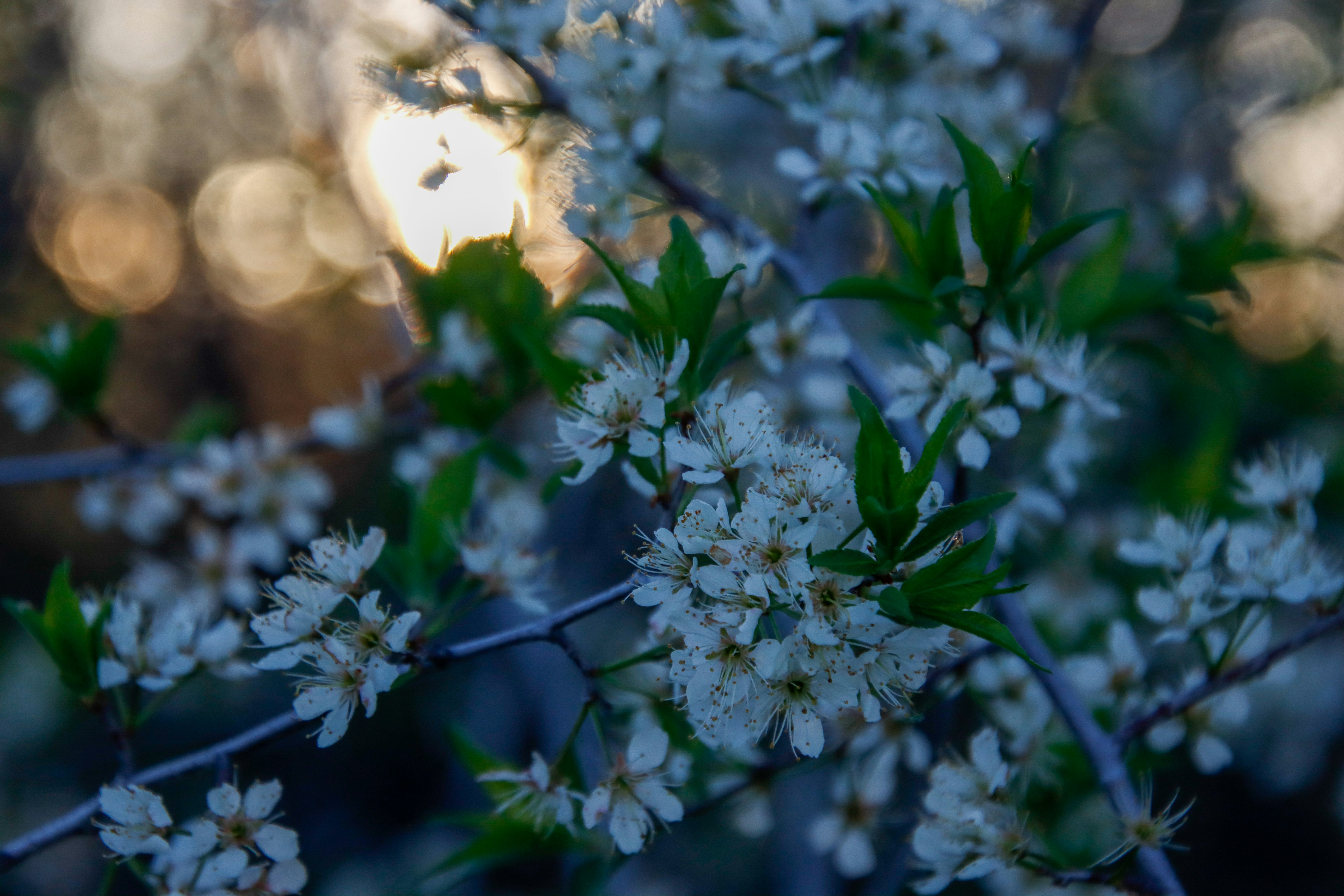 Photo by alla_kemelmakher