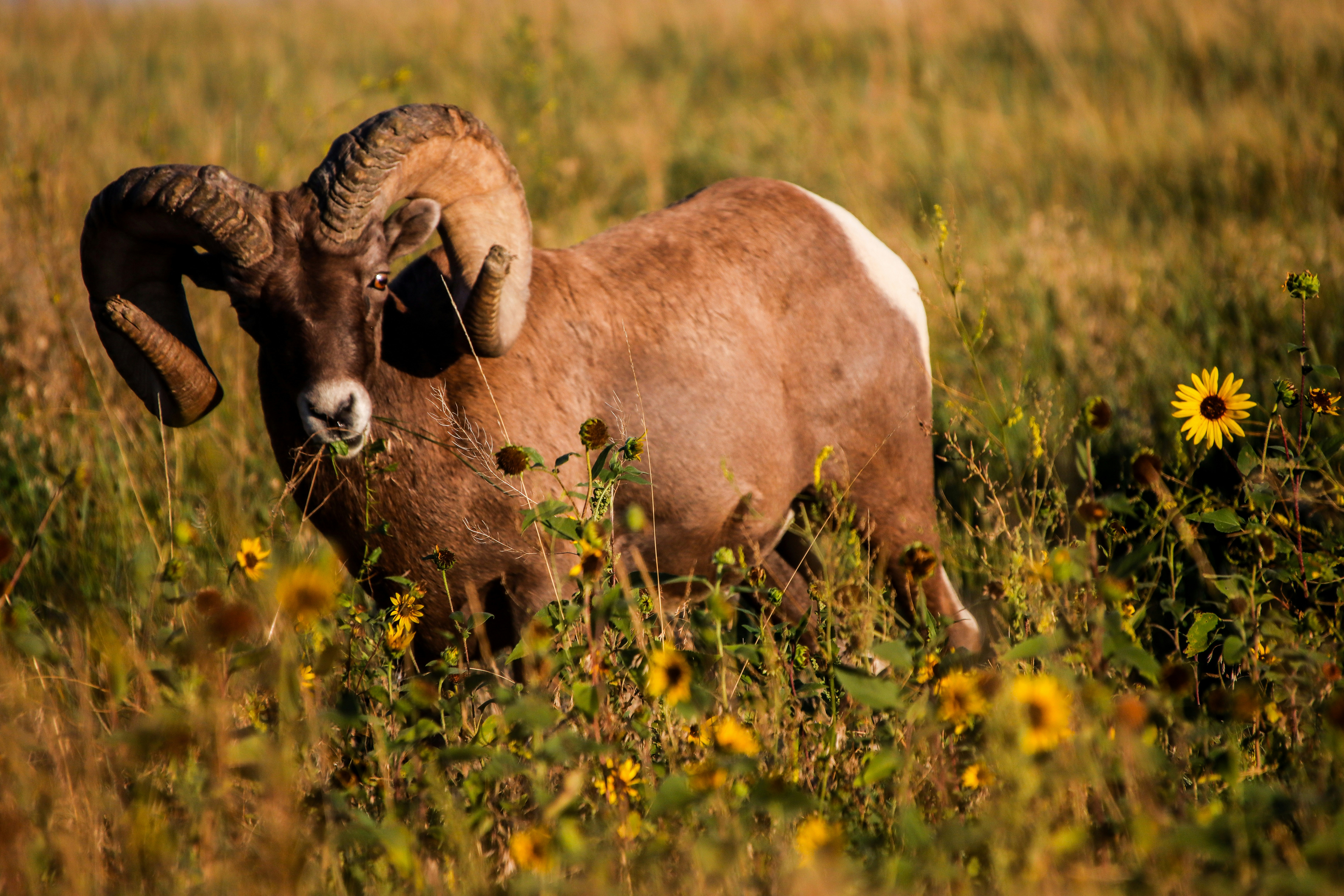 a ram standing in a field of tall grass