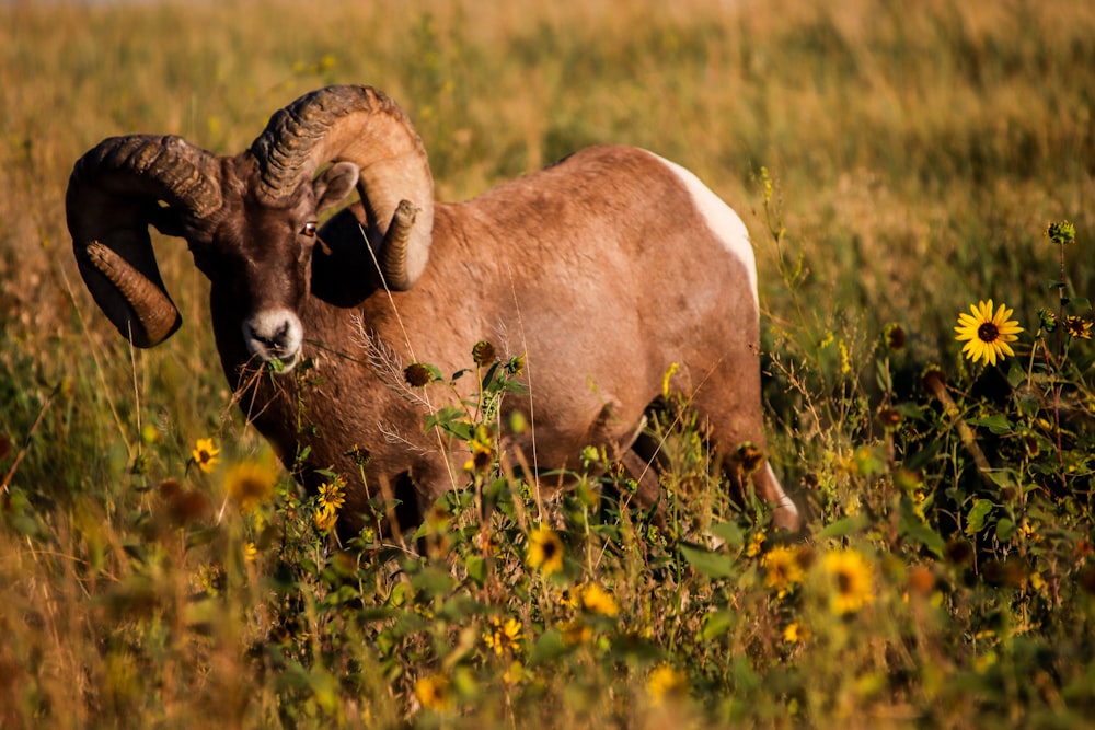 a ram standing in a field of tall grass