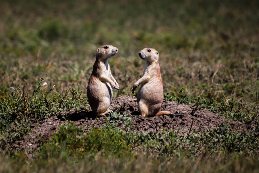 a couple of small animals standing on top of a dirt mound
