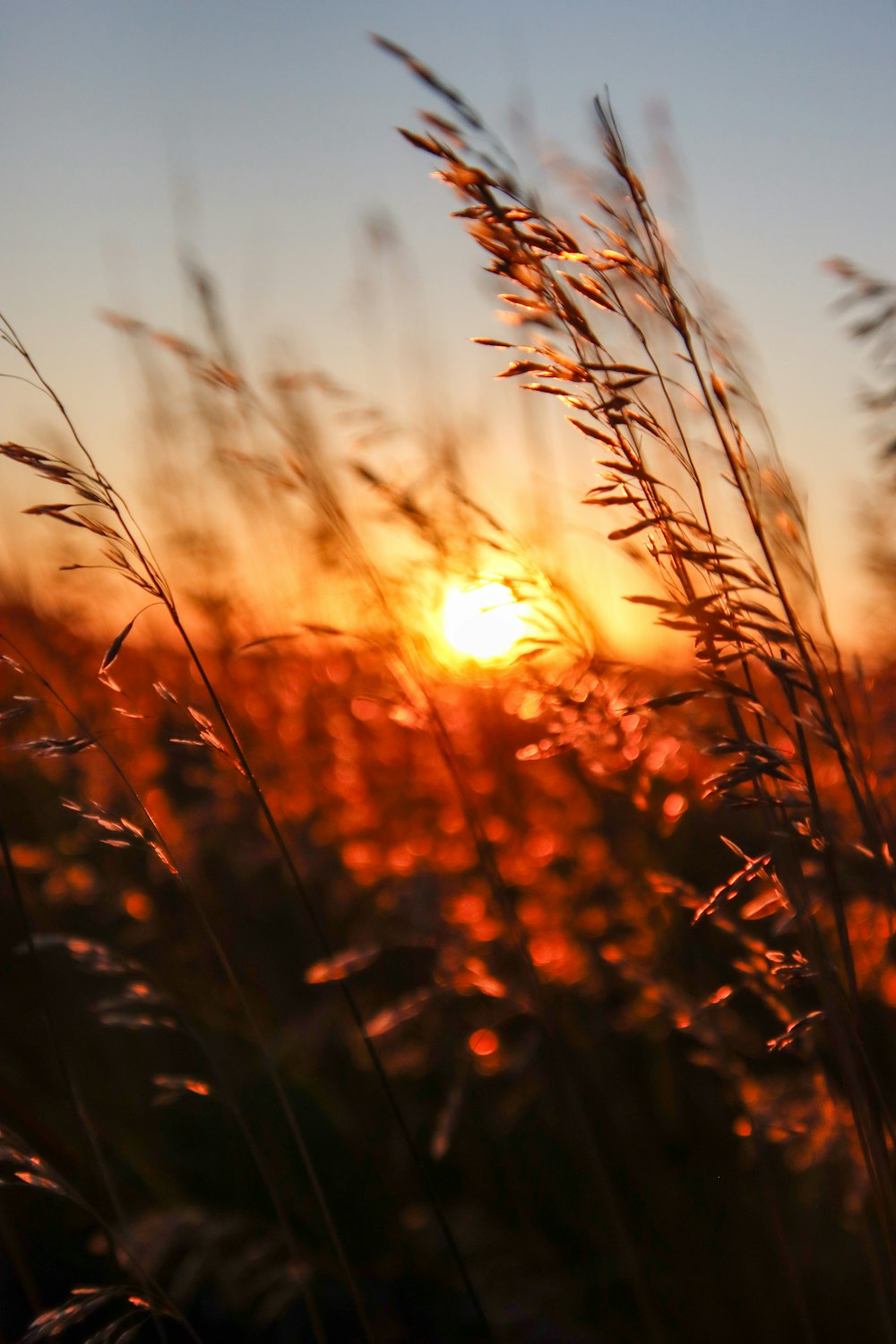 the sun is setting over a field of tall grass