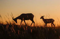 Silhouettes of blackbucks leaping gracefully across the distant grassland under a glowing sunset.