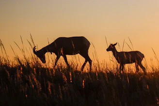 Silhouettes of blackbucks leaping gracefully across the distant grassland under a glowing sunset.