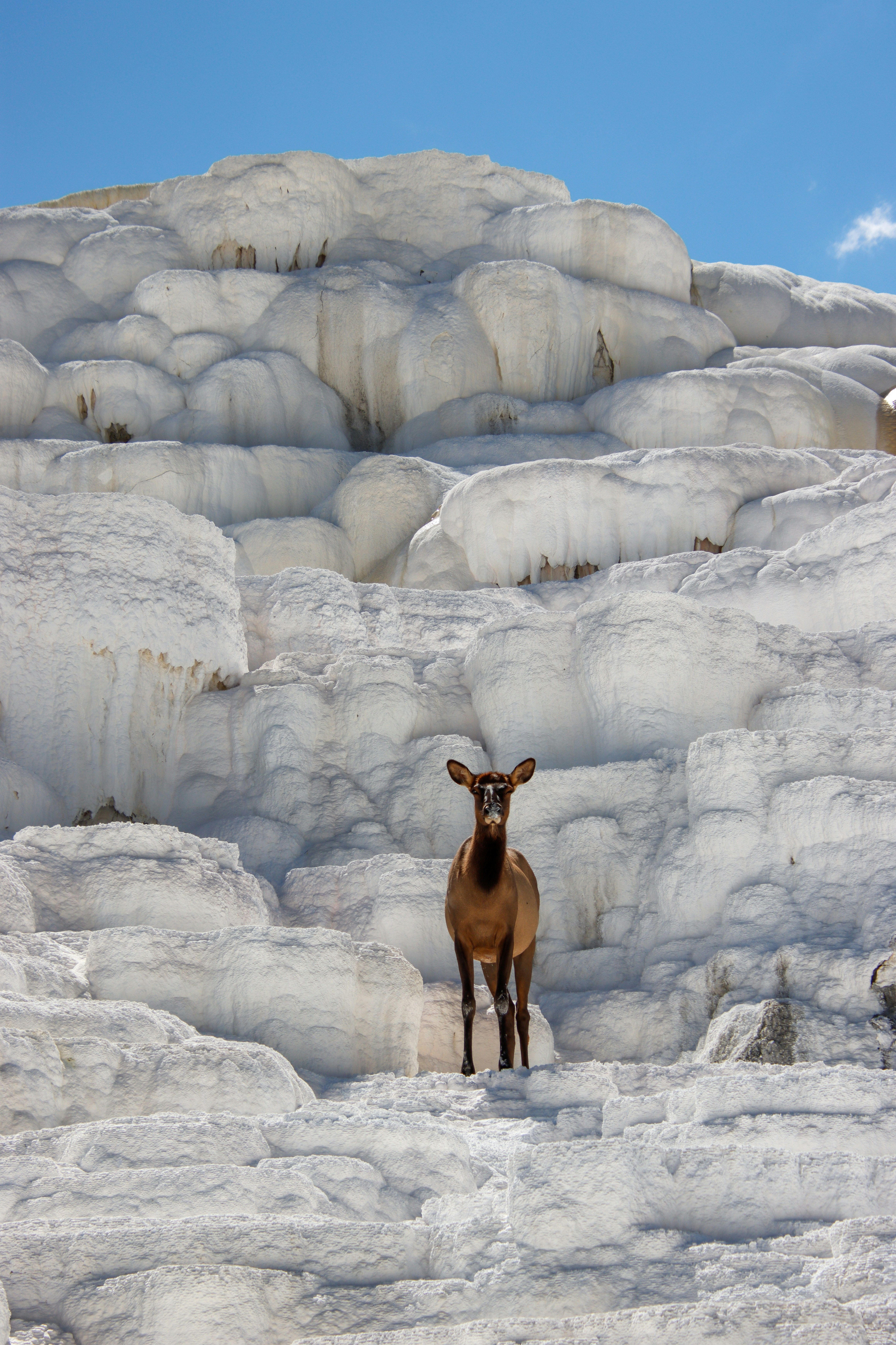 Columbian Mammoths: The Southern Giants (image credits: unsplash)