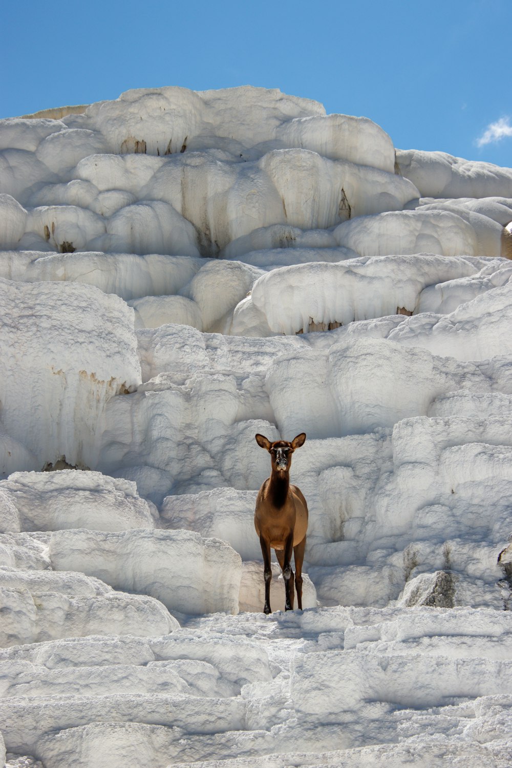 a deer standing in the middle of a snowy field