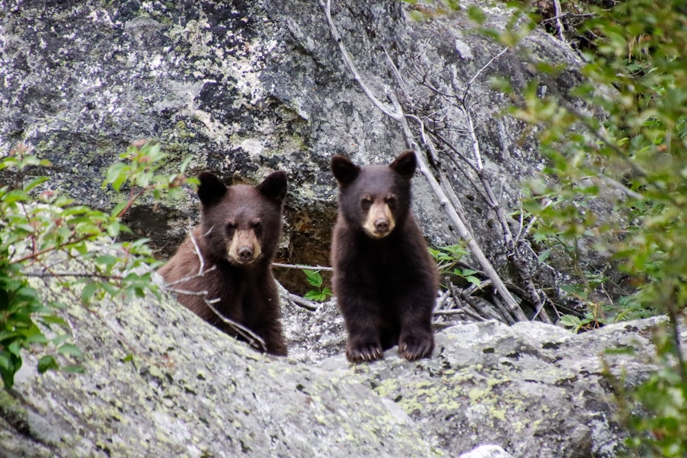 two brown bears standing next to each other on a rock