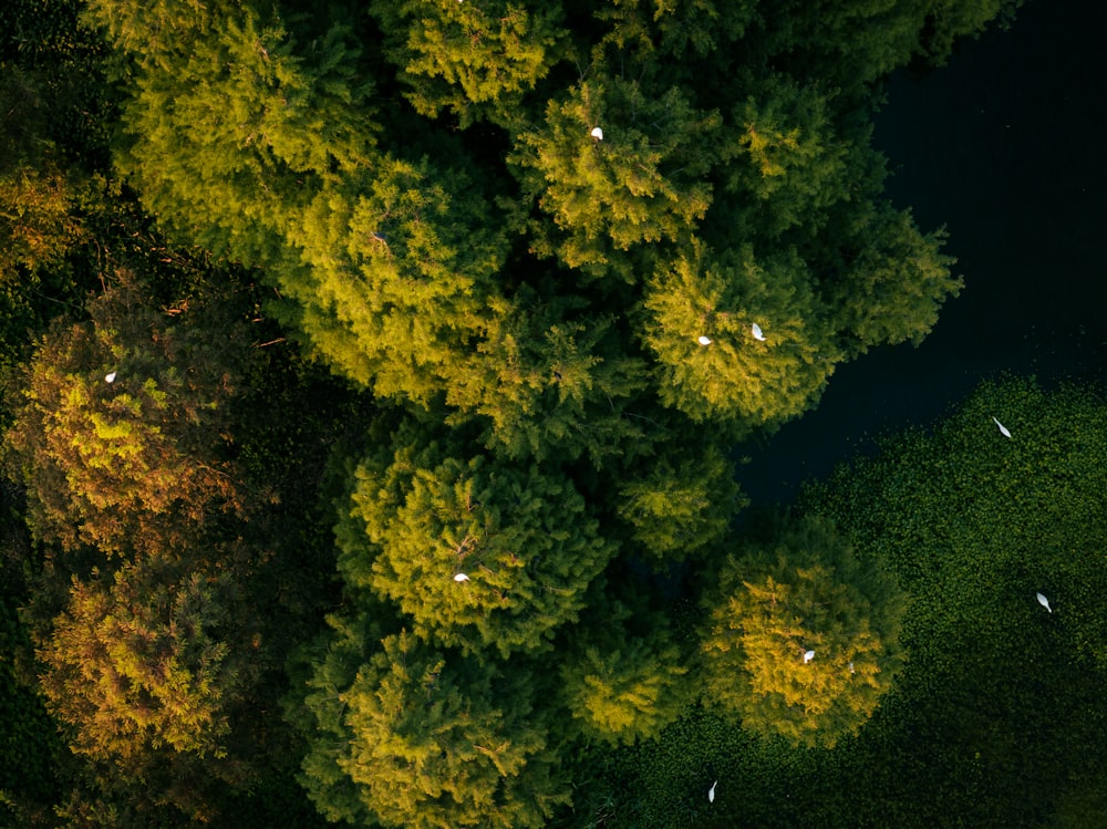 an aerial view of a forest with lots of trees