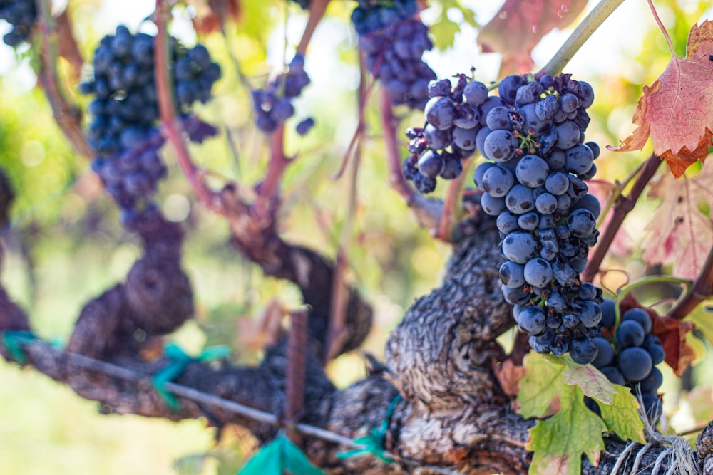 a bunch of grapes hanging from a vine