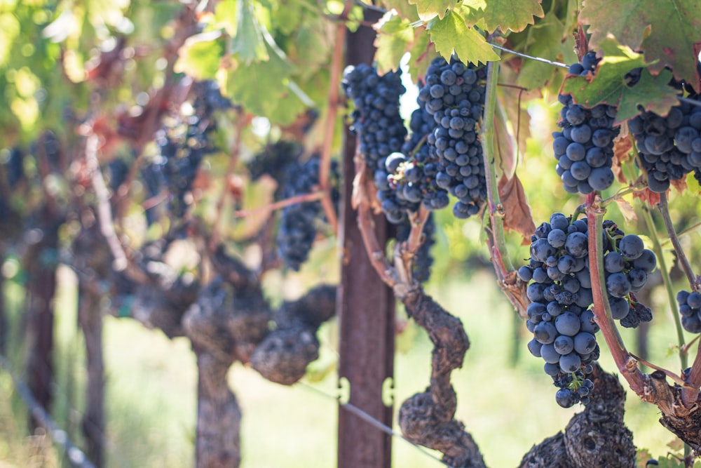 a bunch of grapes hanging from a vine